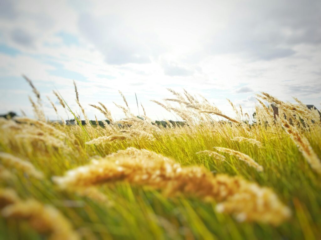 Serene wheat field swaying in the breeze beneath a cloudy summer sky.